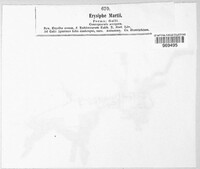 Erysiphe trifolii image